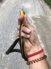 Chironius multiventris