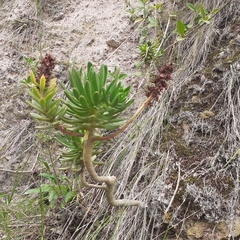 Echeveria quitensis
