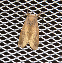 Hemiceratinae