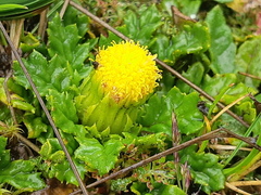 Senecio repens