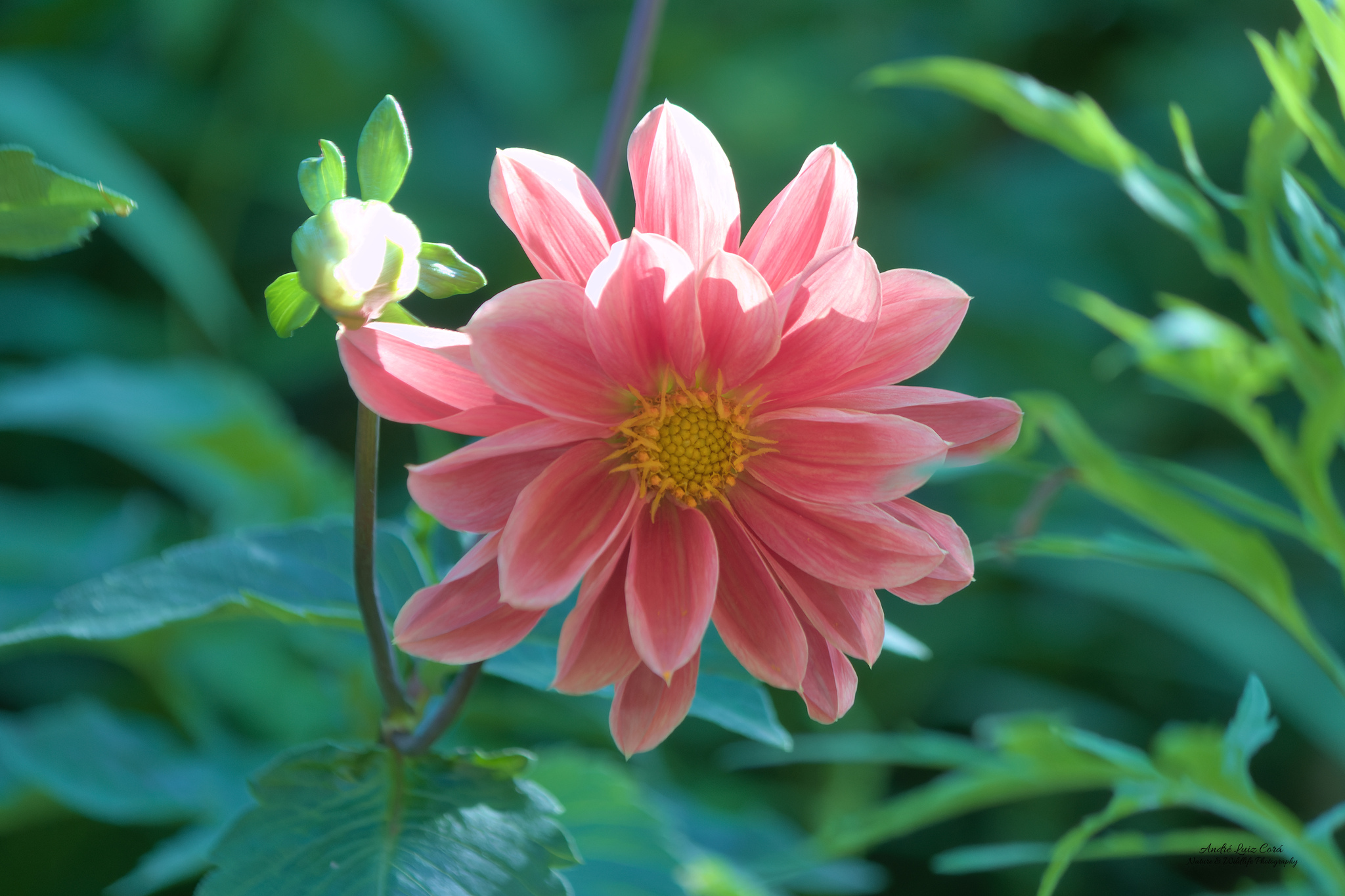 Dahlia pinnata