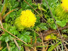 Senecio repens