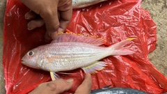 Bluecheek Threadfin Bream photo 1