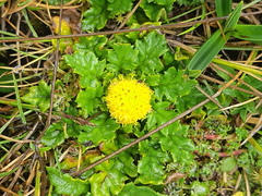 Senecio repens