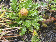 Senecio repens