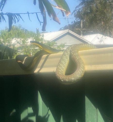 Common Tree Snake sighting