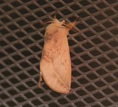 Hemiceratinae
