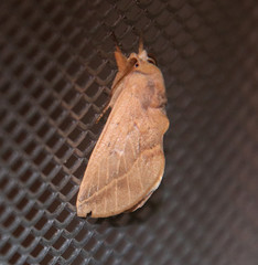 Hemiceratinae