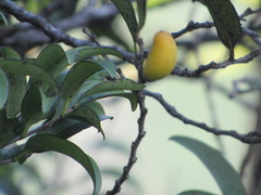 Diospyros sandwicensis