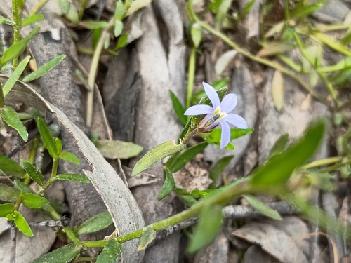 Lobelia pratioides, photograph 3