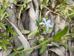 Lobelia pratioides, photograph (c) grampianshiker, some rights reserved (CC BY)