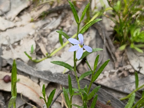 Lobelia pratioides, photograph 2
