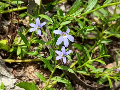 Lobelia pratioides, photograph 4