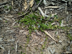 Lobelia pratioides, photograph (c) grampianshiker, some rights reserved (CC BY)