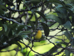 Diospyros sandwicensis
