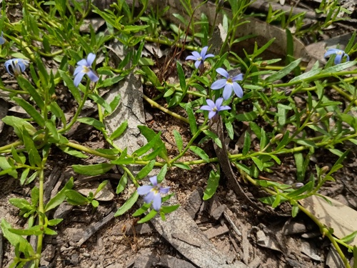 Lobelia pratioides, photograph 6