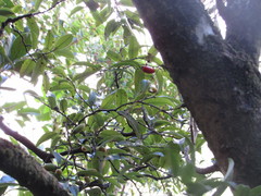 Diospyros sandwicensis