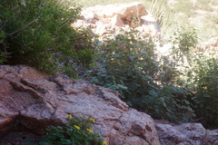 Perityle leptoglossa