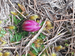 Hypochaeris sessiliflora