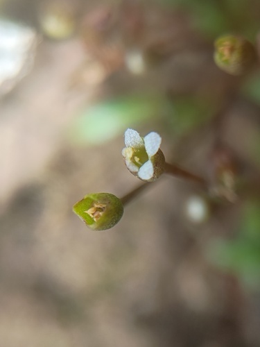 Glossostigma diandrum observed 2025-11-21