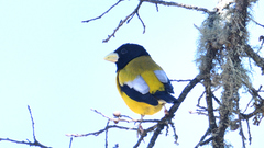 Coccothraustes abeillei