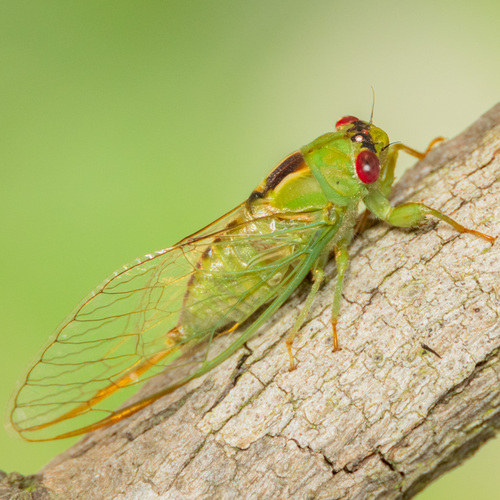 Ewartia roberti Popple, 2017
