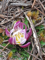 Hypochaeris sessiliflora