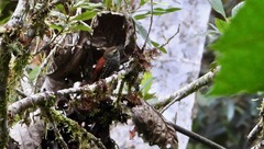 Margarornis squamiger