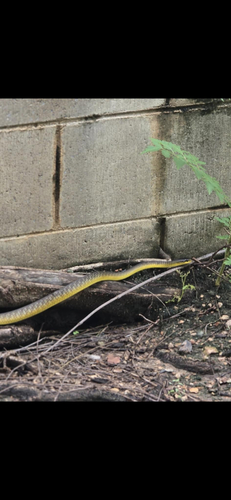 Common Tree Snake sighting