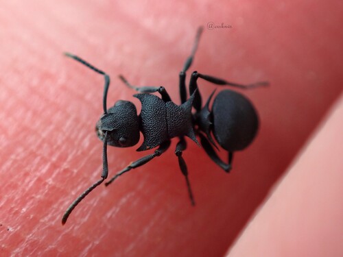 Polyrhachis cryptoceroides