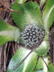 Eryngium humile