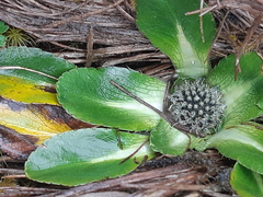 Eryngium humile