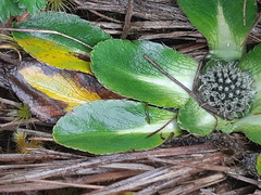 Eryngium humile