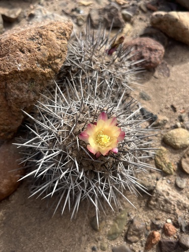Copiapoa megarhiza
