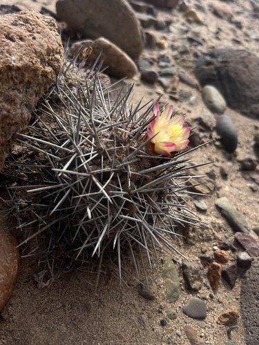 Copiapoa megarhiza