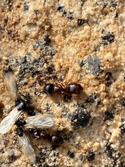 Camponotus johnsoni