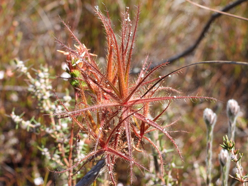 Roridula gorgonias, photograph 6