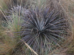 Puya clava-herculis