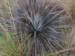 Puya clava-herculis