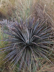 Puya clava-herculis