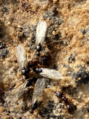 Camponotus johnsoni