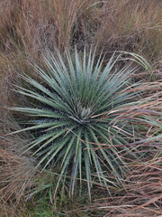 Puya clava-herculis