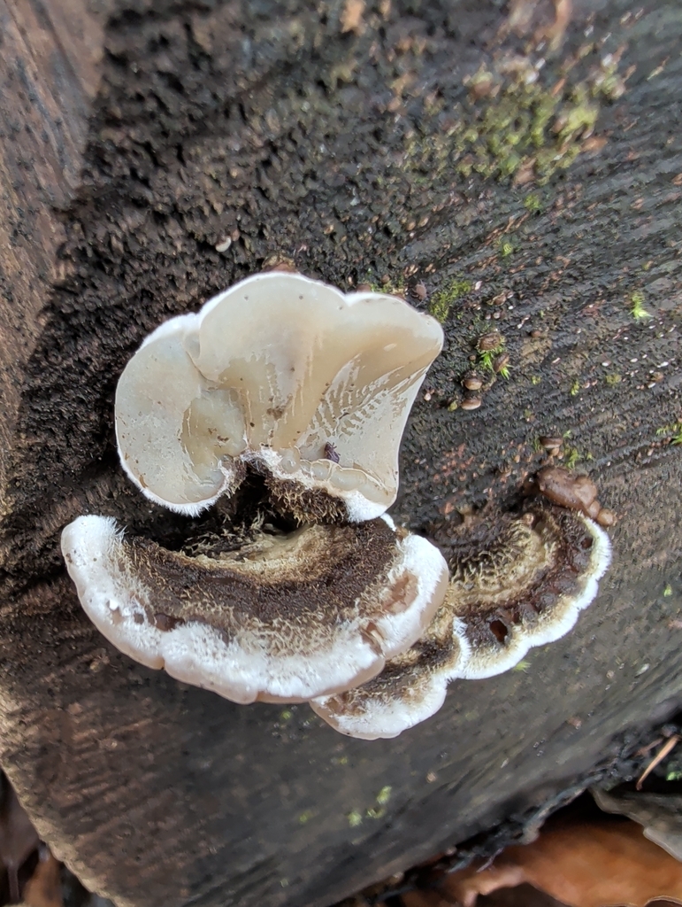 Auricularia mesenterica · December 2025 · photo: © vincent_b (iNaturalist, cc-by)