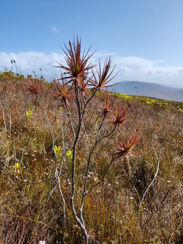 Roridula gorgonias, photograph 5