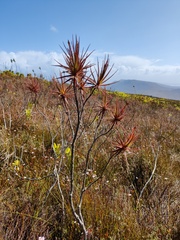 Roridula gorgonias, photograph (c) Vicente Lopes, some rights reserved (CC BY)