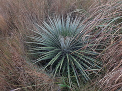 Puya clava-herculis