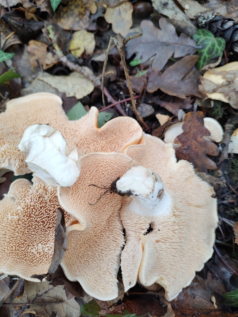 Hydnum repandum · November 2025 · photo: © codhead (iNaturalist, CC)