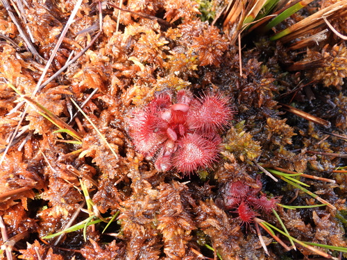 Red sundew (Drosera slackii)