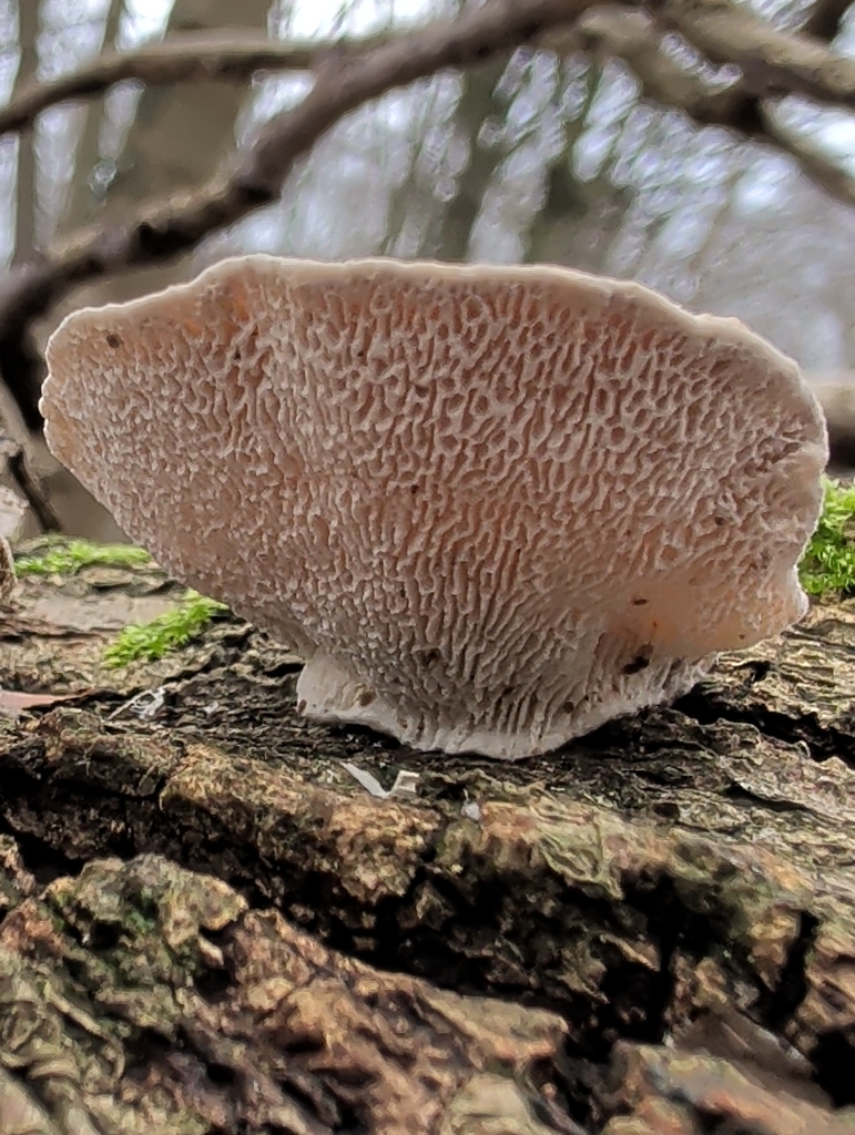 Trametes gibbosa · December 2025 · photo: © vincent_b (iNaturalist, cc-by)