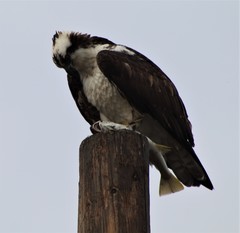 Umbrina roncador